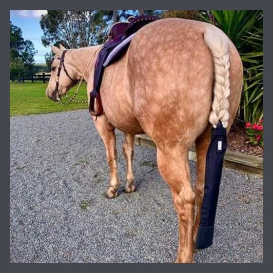 Horse wearing a rugless black tail bag