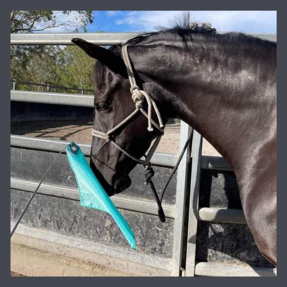 Horsemanship Training Flags