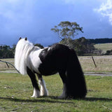 Horse looking in distance