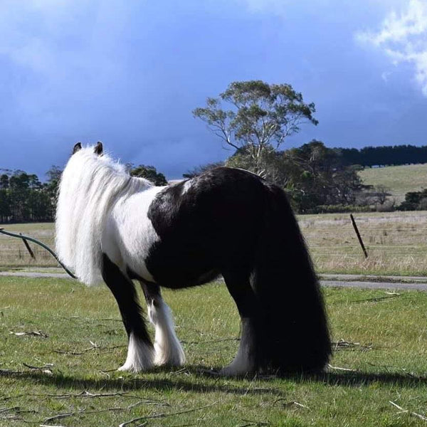 Horse looking in distance