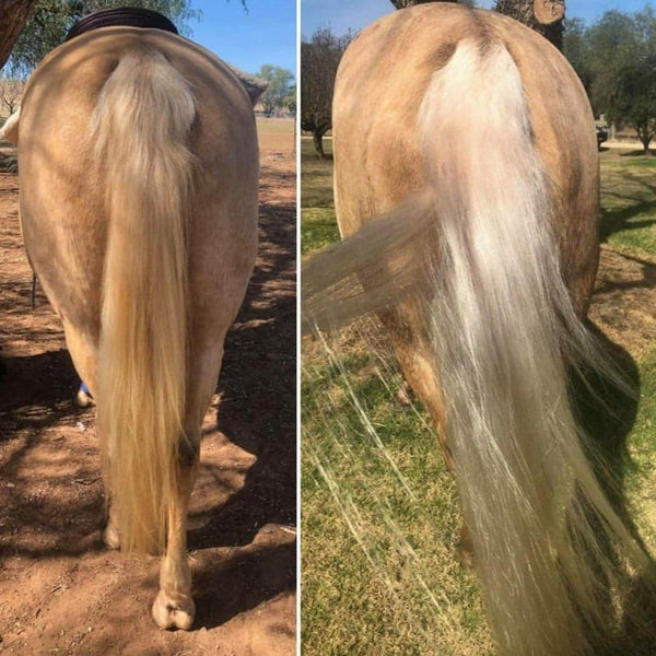 tangle free tail from Equine Soap Co detangler