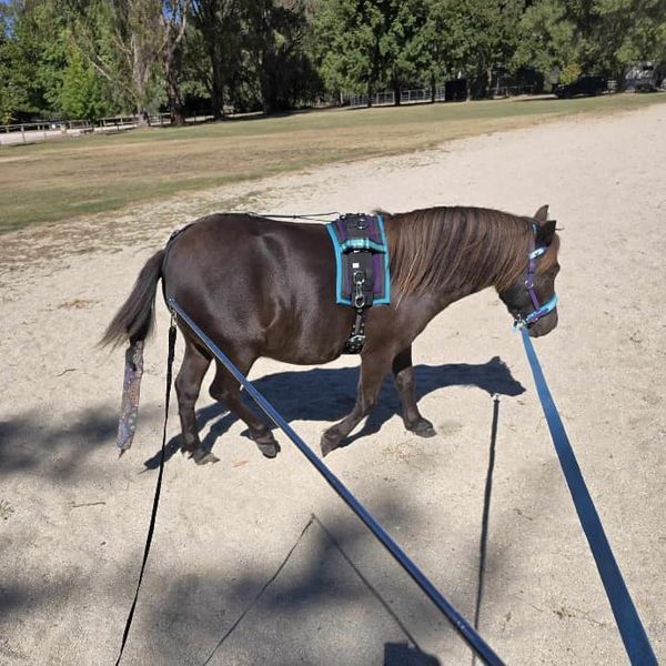 Horse being lunged