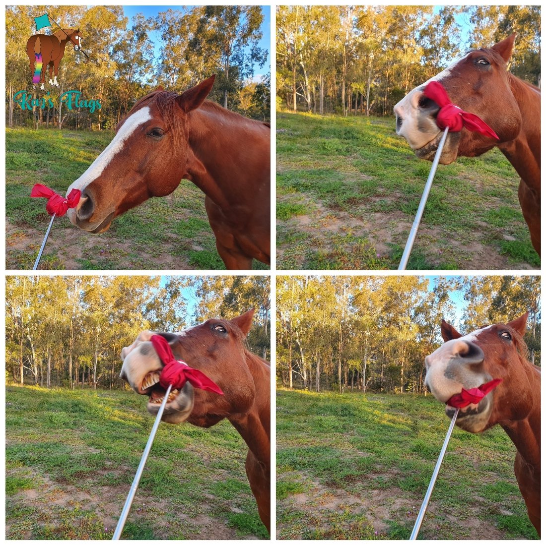 Kaz's Flags horse with soft flag target