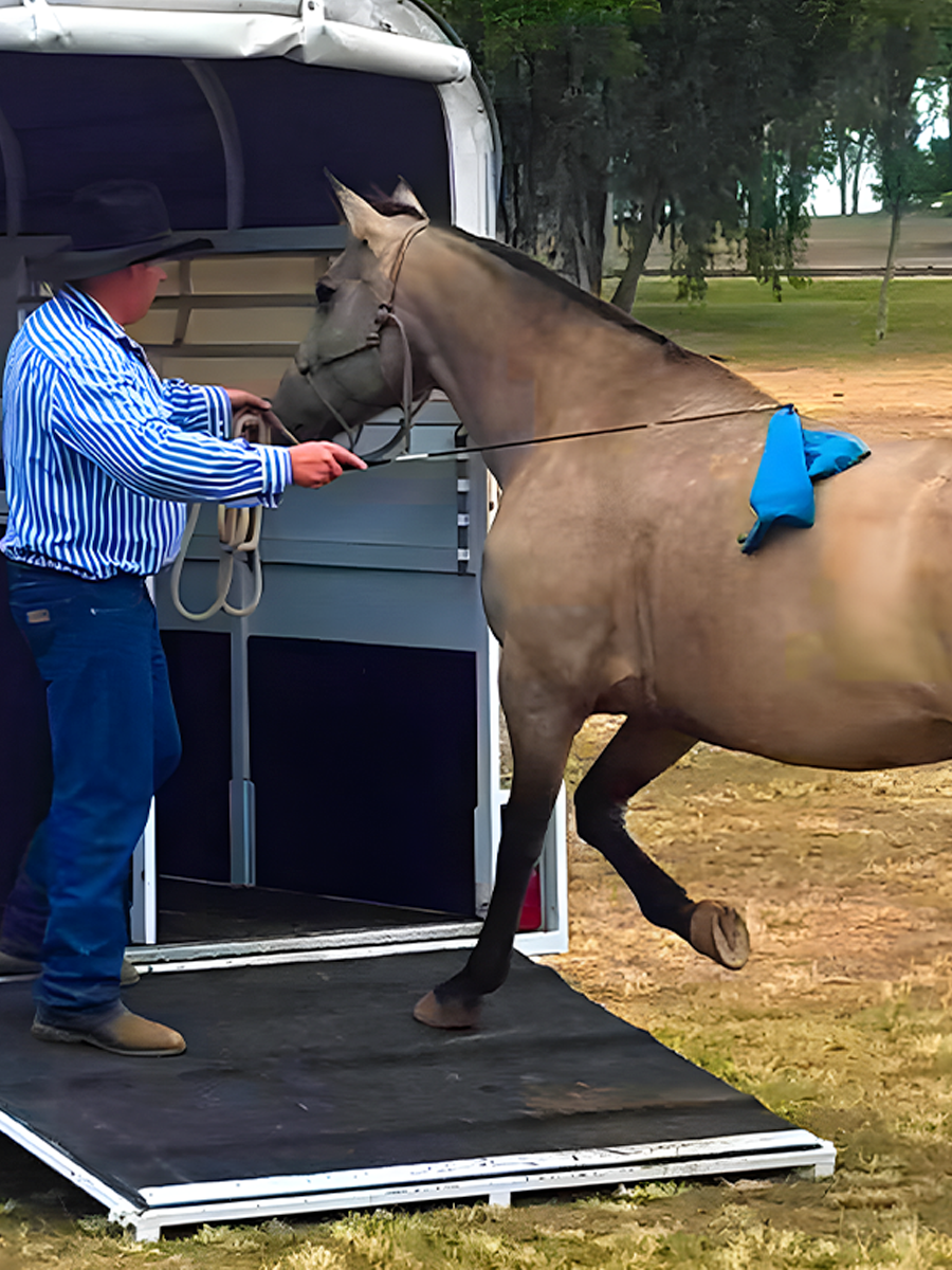  Horse trainer working a horse with a Kaz's Flag and Training stick to float load a horse