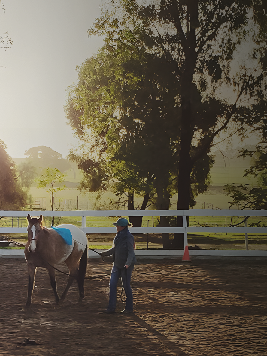  Horse trainer working a horse with a Kaz's Flag and Training stick