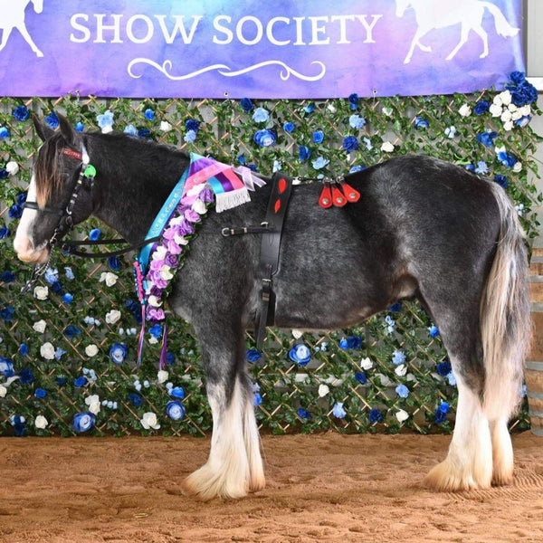 Show horse