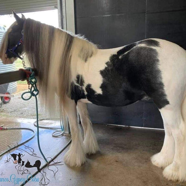 Long mane on Gypsy Cob