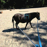 Mini Horse being lunged