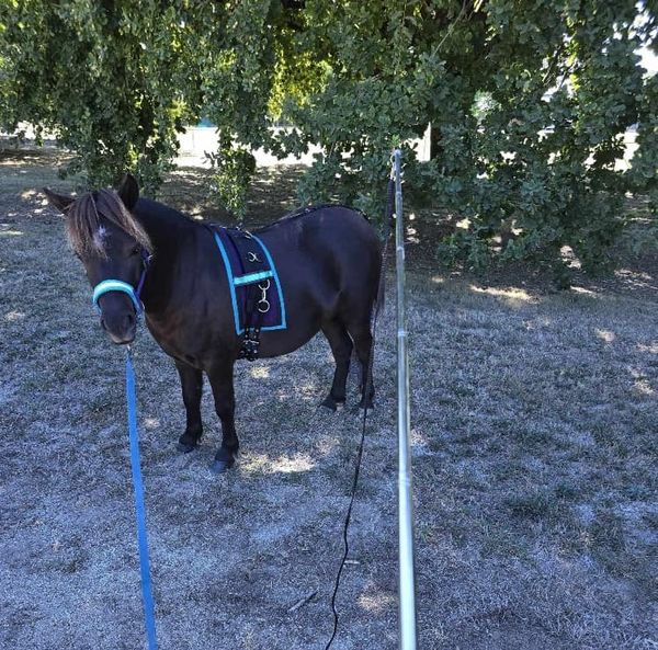 Mini Horse being lunged but stopped