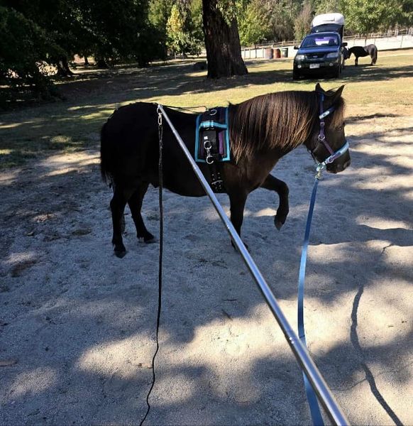 Mini Horse being lunged to the right