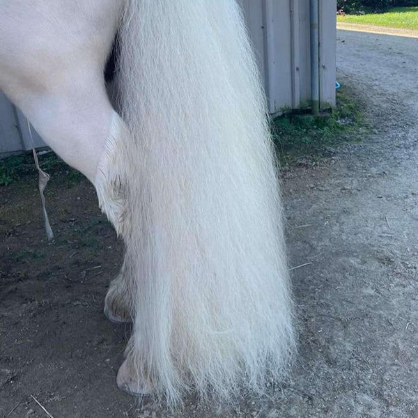 horse with very white tail and coat