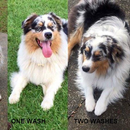 Naturally white shampoo on dog