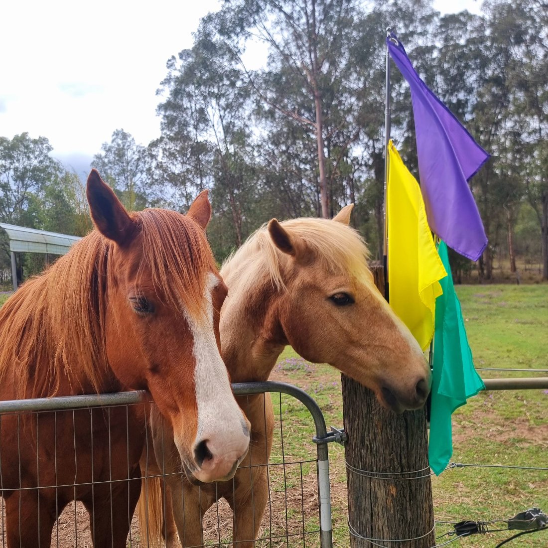 horses with horsemanship flags in yellow, purple and sea green.