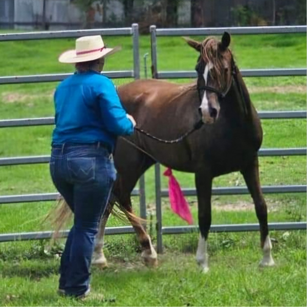 Solid Training Stick and flag being used by a horse traine