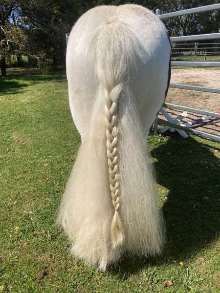 Luxurious Gypsy Cob tail