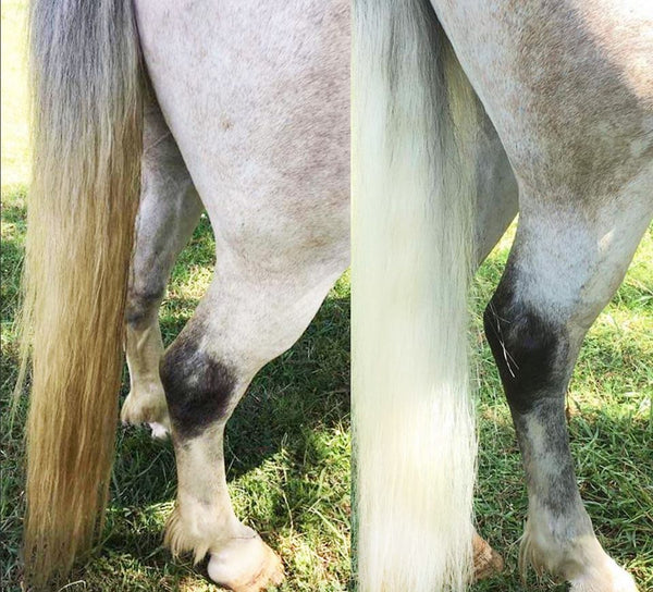 Horses tail