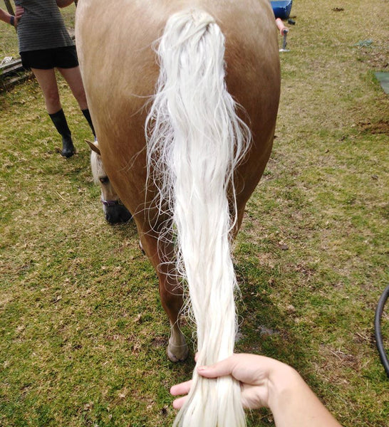 Clean horse tail