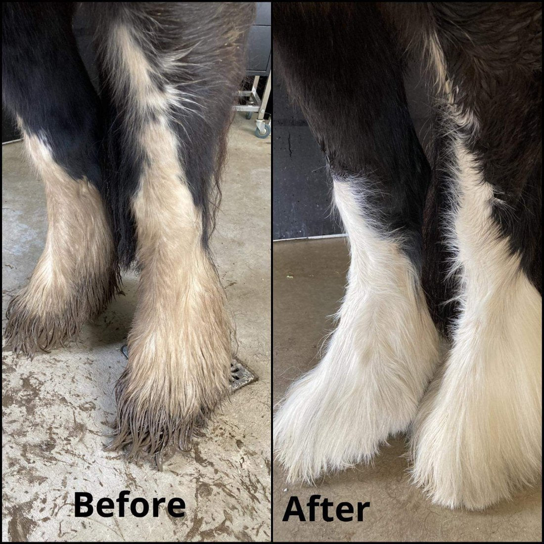 before and after wash of gypsy cob feathers