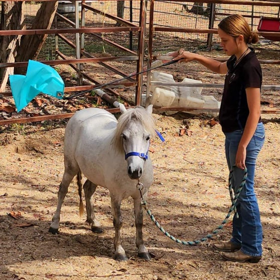 Horsemanship Training NK Horsemanship