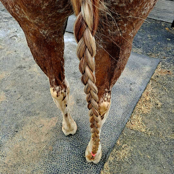 horse tail plait