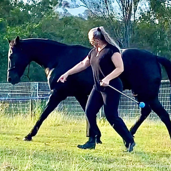 Trainer working horse at liberty