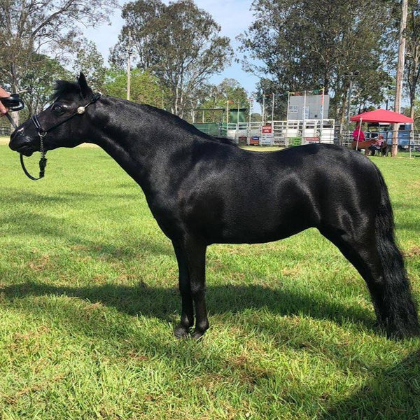 Natural shine on a black pony