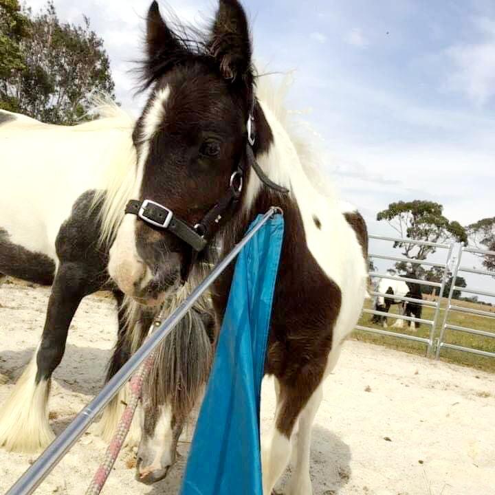 Pro Teal Horse flag with gypsy cob foal