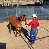Training a horse with the hand 