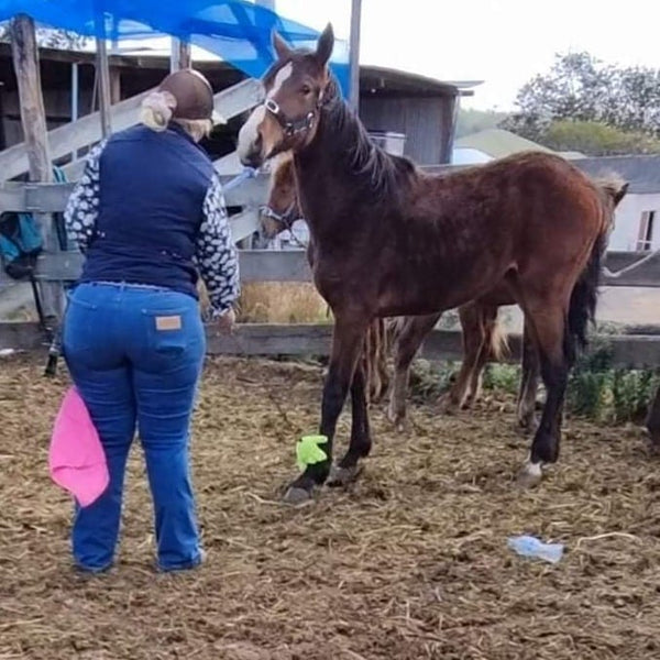 Training a colt with the hand reach and teach tool