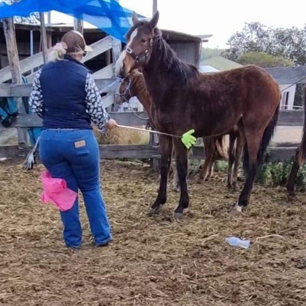 training a colt