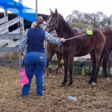 colt starting