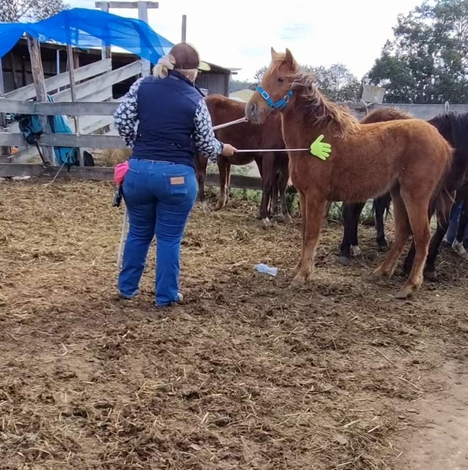 starting a colt