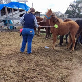 starting a colt