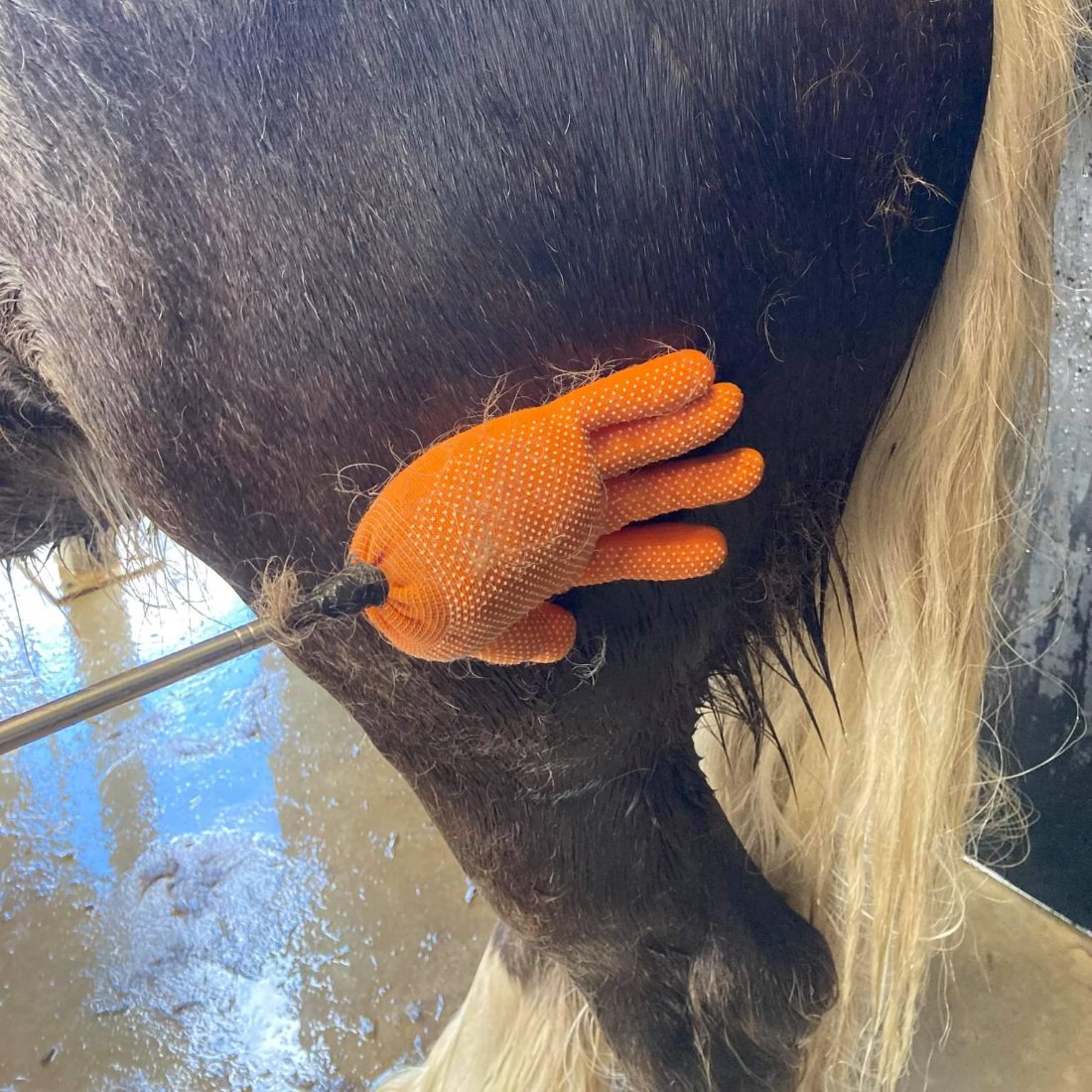 Reach and Teach Horse Training Tool Kaz's Flags
