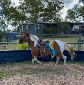 horse running with saddle flag on