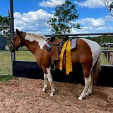 horse with saddle flag