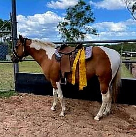 horse with saddle flag