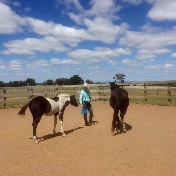 Groundwork with two horses