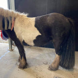 before and after wash of gypsy cob coat mane and tail