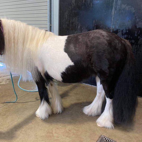 before and after wash of gypsy cob coat mane and tail