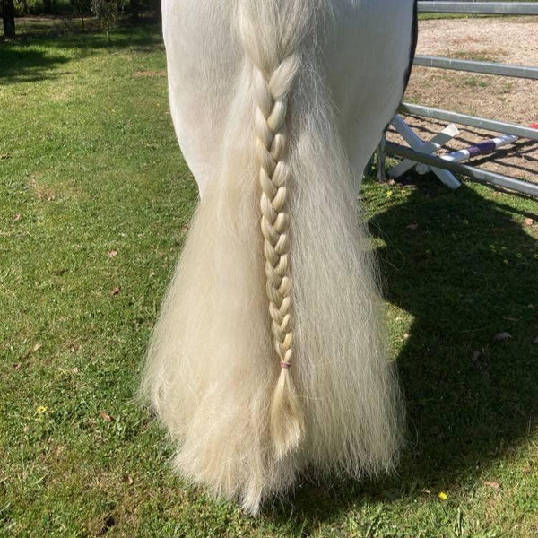 Luxurious Gypsy Cob tail