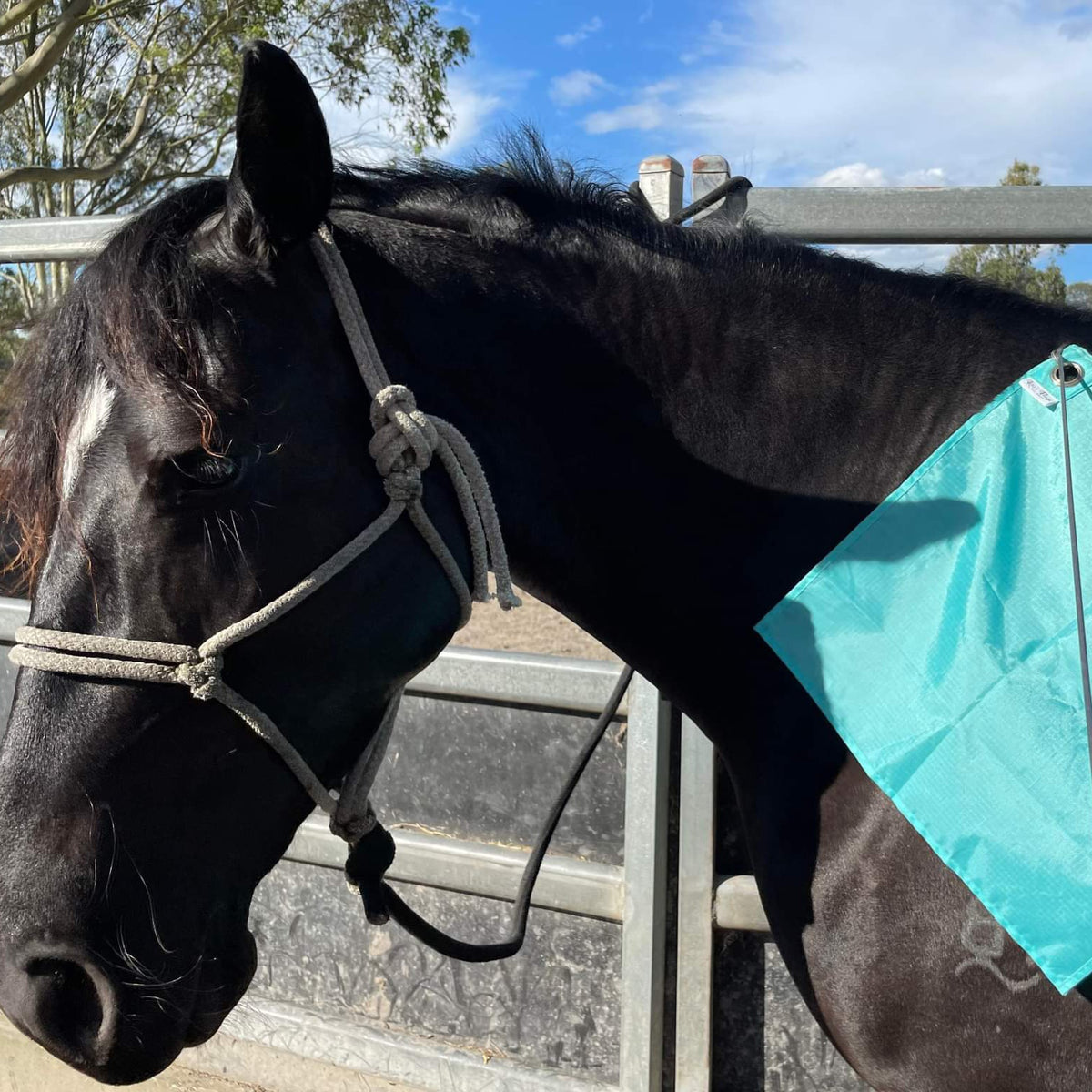 Horse Training